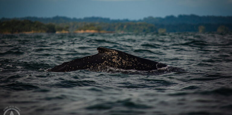 Avistamiento de Ballenas