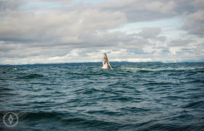 Avistamiento de ballenas
