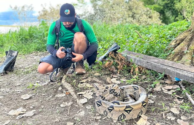 Boa amazonas