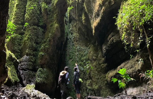 Bosques de Pandora