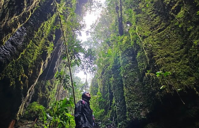 Bosques-de-Pandora