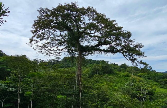 Ceiba gigante