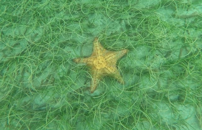 Estrella de Mar
