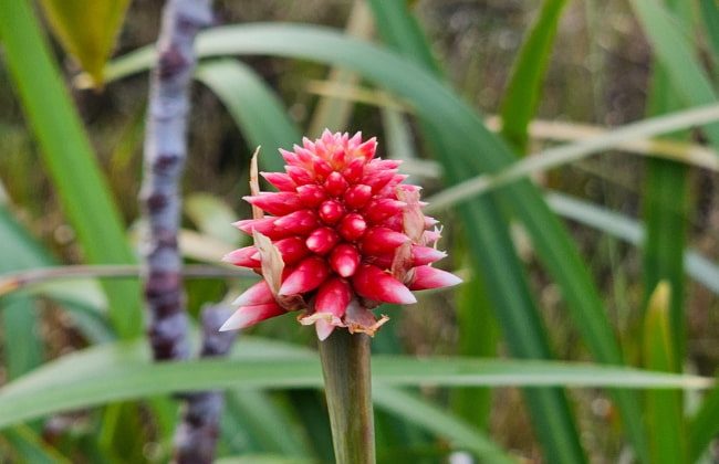 Flor de Inírida