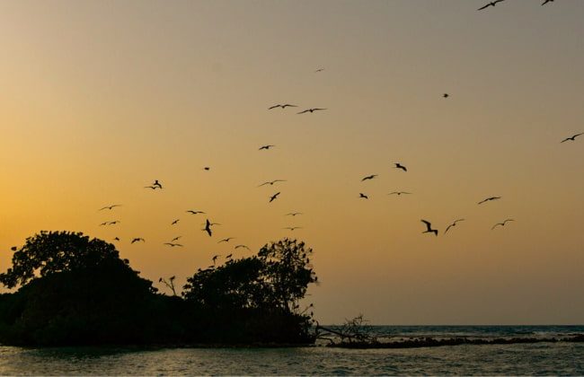 Isla de los Pajaros